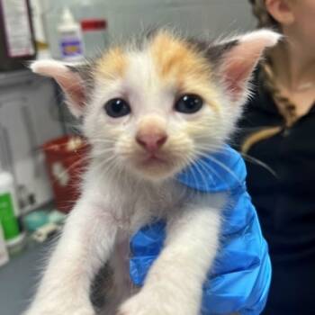 Rescue Domestic Short Hair Cats for Adoption in Morton Grove, Illinois - Ella | PetCurious