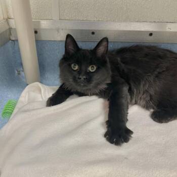 Domestic Long Hair Cats Available for Adoption - Wormee | PetCurious