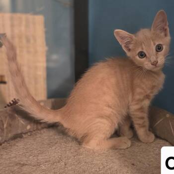 Cheetoh -  Domestic Short Hair Cat for Adoption in NEW PT RICHEY, Florida - Cheetoh | PetCurious