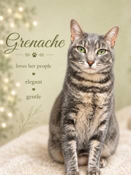 Grenache (FCID# 03/04/2026 - 141) Willow Grove -  Tabby Cat for Adoption in Greenville, Delaware - Grenache (FCID# 03/04/2026 - 141) Willow Grove | PetCurious