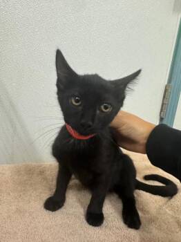 Rescue Domestic Short Hair Cats for Adoption in Hayward, California - MANDY | PetCurious