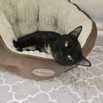 Domestic Short Hair Cats Available for Adoption in Richmond, Virginia - Koko | PetCurious