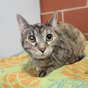 Domestic Short Hair Cats Available for Adoption in Cabot, Arkansas - Patches | PetCurious