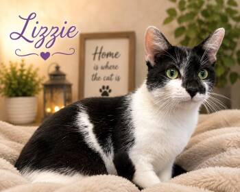 Lizzie -  Domestic Short Hair Cat for Adoption in Dalton, Georgia - Lizzie | PetCurious