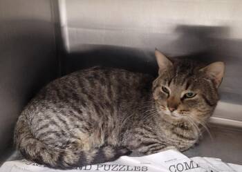 Domestic Short Hair Cats Available for Adoption in Hopkinsville, Kentucky - Sterling | PetCurious