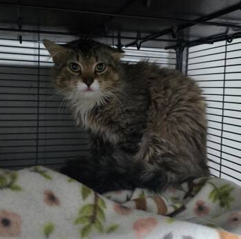 Domestic Long Hair Cats Available for Adoption - Smitty | PetCurious