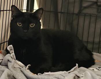 Rescue Domestic Short Hair Cats for Adoption in Whiting, Indiana - Lyric | PetCurious