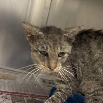 Crustopher -  Domestic Short Hair Cat for Adoption in Corpus Christi, Texas - Crustopher | PetCurious