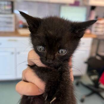 Queso dip 24 -  Domestic Short Hair Cat for Adoption in Austin, Texas - Queso Dip 24 | PetCurious