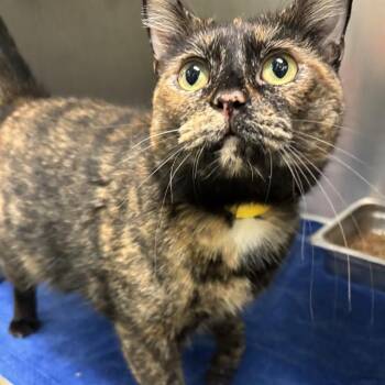 A479595 -  Domestic Short Hair Cat for Adoption in Oklahoma City, Oklahoma - A479595 | PetCurious