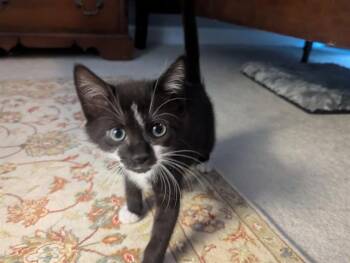 MR. GREEN -  Domestic Short Hair Cat for Adoption in Charlotte, North Carolina - MR. GREEN | PetCurious