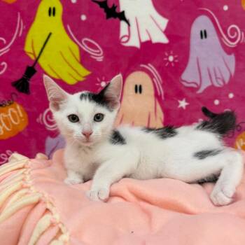 King -  Domestic Short Hair Cat for Adoption in Riverwoods, Illinois - King | PetCurious