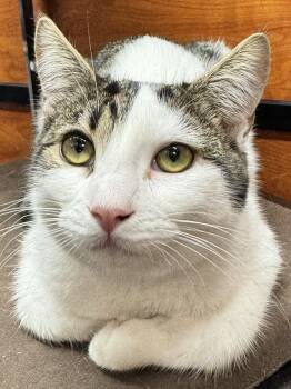 Jimmy -  Domestic Short Hair Cat for Adoption in Seal Beach, California - Jimmy | PetCurious