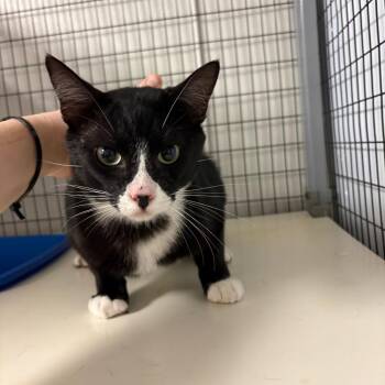 Bandito -  Domestic Short Hair Cat for Adoption in Columbiana, Alabama - Bandito | PetCurious