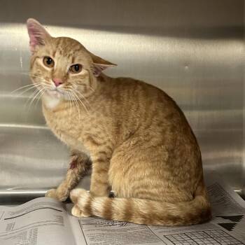 Sunshine -  Domestic Short Hair Cat for Adoption in Pauls Valley, Oklahoma - Sunshine | PetCurious