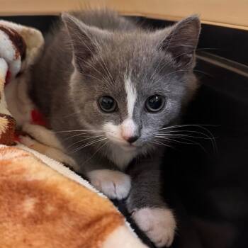 Shy -  Domestic Short Hair Cat for Adoption in Lynchburg, Virginia - Shy | PetCurious