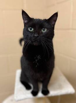 Mazikeen -  Domestic Short Hair Cat for Adoption in Georgina, Ontario - Mazikeen | PetCurious