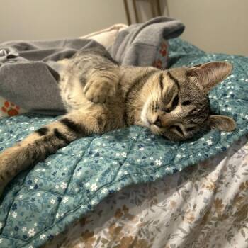 Minnie -  Domestic Short Hair Cat for Adoption in Ferndale, Washington - Minnie | PetCurious