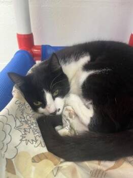 Domestic Short Hair Cats Available for Adoption in Largo, Florida - Tootsie | PetCurious