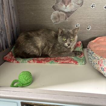 Lola -  Dilute Calico Cat for Adoption in Big Rapids, Michigan - Lola | PetCurious