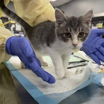 Domestic Short Hair Cats Available for Adoption in Salt Lake City, Utah - Emma Dean | PetCurious