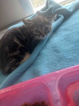 Rescue Domestic Short Hair Cats for Adoption in Farmers Branch, Texas - 59674421 | PetCurious