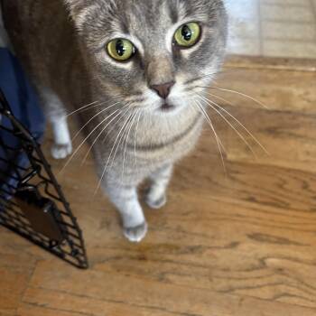 American Bobtail Cats Available for Adoption - Brittany Davis | PetCurious