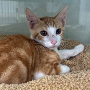 Serrano -  Domestic Short Hair Cat for Adoption in League City, Texas - Serrano | PetCurious