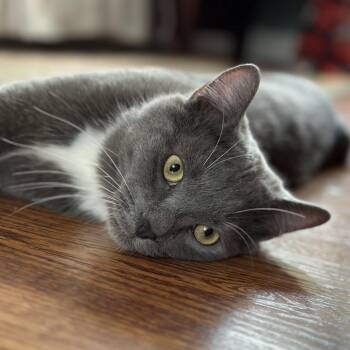 Moe Money -  Domestic Short Hair Cat for Adoption in Fredericksburg, Virginia - Moe Money | PetCurious