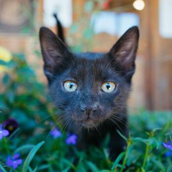 Starfish -  Domestic Short Hair Cat for Adoption in Jackson, Wyoming - Starfish | PetCurious