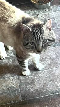 Sterling -  Siamese Cat for Adoption in Castro Valley, California - Sterling | PetCurious