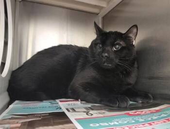 Domestic Short Hair Cats Available for Adoption - BRUNO | PetCurious