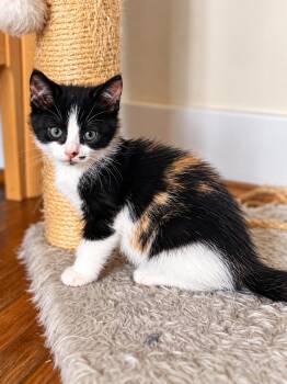 Clove -  Domestic Short Hair Cat for Adoption in Victor, New York - Clove | PetCurious