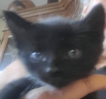 Domestic Short Hair Cats Available for Adoption in Huntington Beach, California - Hallie | PetCurious
