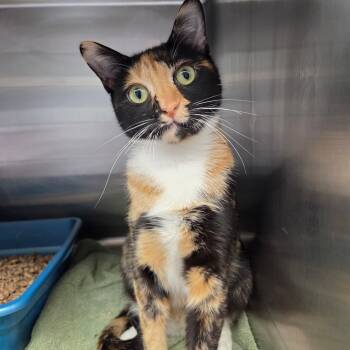 Sky -  Domestic Short Hair Cat for Adoption in Warwick, Rhode Island - Sky | PetCurious