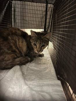 Sharon Feral 74 -  Domestic Short Hair Cat Available for Adoption in New Braunfels, Texas - Sharon Feral 74 | PetCurious