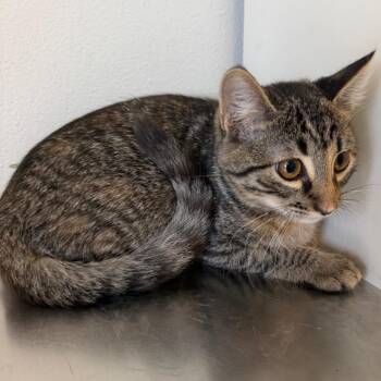 Mira -  Domestic Short Hair Cat for Adoption in Floresville, Texas - Mira | PetCurious
