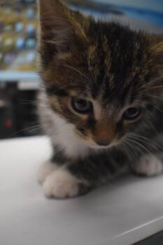 Squeakers (Cattalaya K1) -  Domestic Short Hair Cat for Adoption in Pahrump, Nevada - Squeakers (Cattalaya K1) | PetCurious