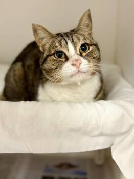 Rescue Domestic Short Hair Cats for Adoption in Fruit Heights, Utah - Landscape | PetCurious