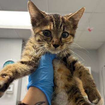 Cindy Clawford -  Domestic Short Hair Cat for Adoption in Greenville, South Carolina - Cindy Clawford | PetCurious