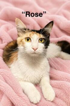 Rose -  Domestic Short Hair Cat for Adoption in Fort Worth, Texas - Rose | PetCurious