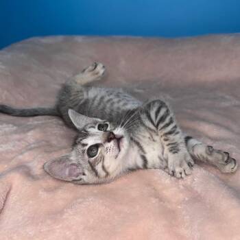 Turbo -  Domestic Short Hair Cat for Adoption in San Antonio, Texas - Turbo | PetCurious