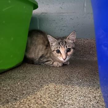 Freya -  Domestic Short Hair Cat for Adoption in Sarasota, Florida - Freya | PetCurious