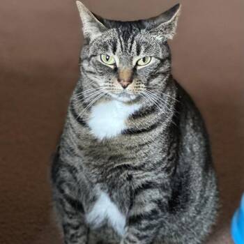 Maple -  Domestic Short Hair Cat for Adoption in Harrisonburg, Virginia - Maple | PetCurious