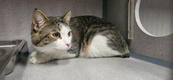 Domestic Short Hair Cats Available for Adoption - Pinkie | PetCurious