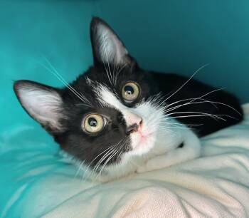 Rescue Domestic Short Hair Cats for Adoption in Bryant, Arkansas - Thistle | PetCurious