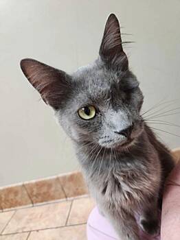 Quincy -  Domestic Short Hair Cat for Adoption in Tulsa, Oklahoma - Quincy | PetCurious