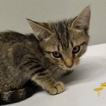 August -  Domestic Short Hair Cat for Adoption in Tampa, Florida - August | PetCurious
