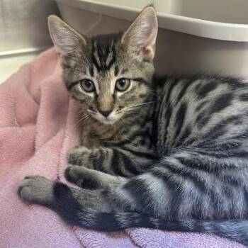 Ibanez -  Domestic Short Hair Cat for Adoption in Walnut Creek, California - Ibanez | PetCurious