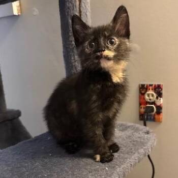 Domestic Short Hair Cats Available for Adoption - Anna | PetCurious